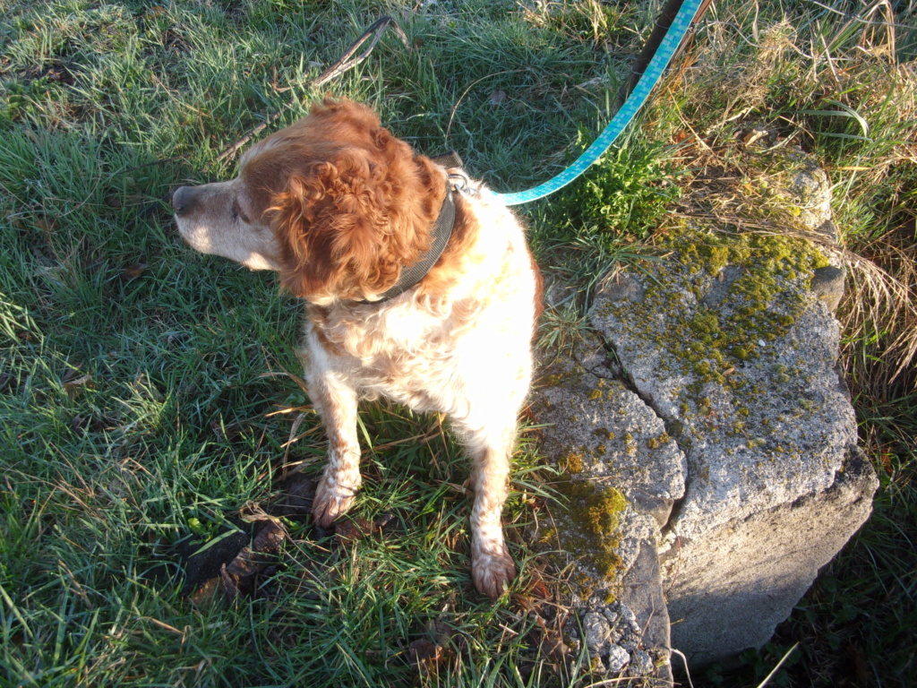 BOBY - epagneul breton 10 ans - Sos Animaux à Le Broc (63) 100_1113