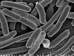 Gjermani, 13 viktima nga bakteri vrasës Bakter10