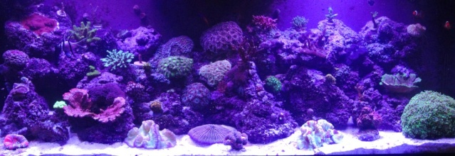 Ritter's 75 Gallon Reef - Page 5 Img_0615