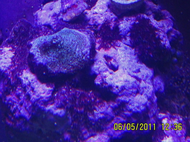 gallon - Ritter's 75 Gallon Reef - Page 6 Img_1415