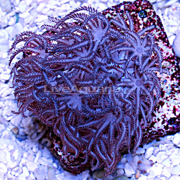 What's up with all these purple corals? P-400010