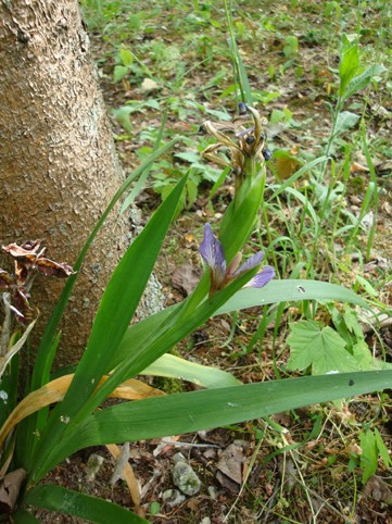 Dans le Val de Saintonge Iris10