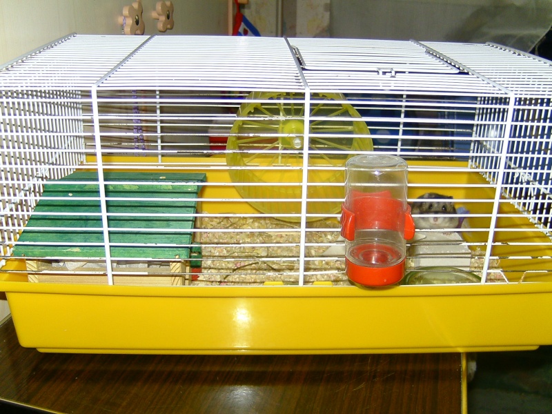 Les Cages de mes Hamsters  Bild3835