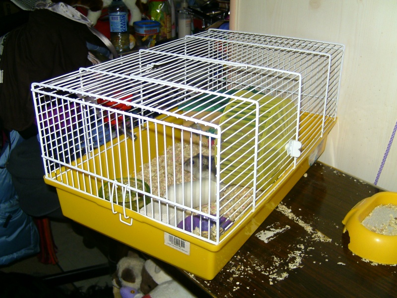 Les Cages de mes Hamsters  Bild3836