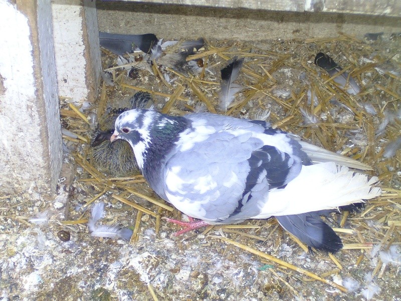 Femelle pigeon de race "Bouvreuil" - Page 2 Bild4517