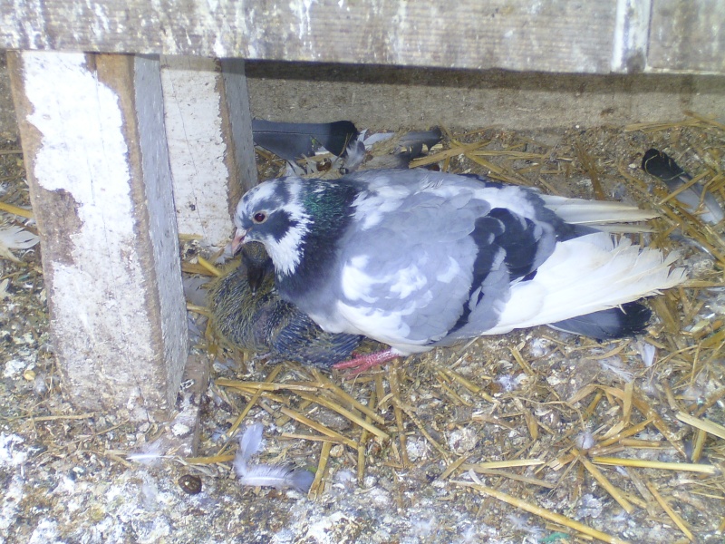 Femelle pigeon de race "Bouvreuil" - Page 2 Bild4518
