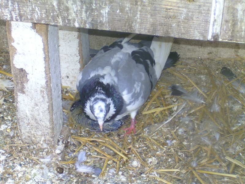Femelle pigeon de race "Bouvreuil" - Page 2 Bild4519