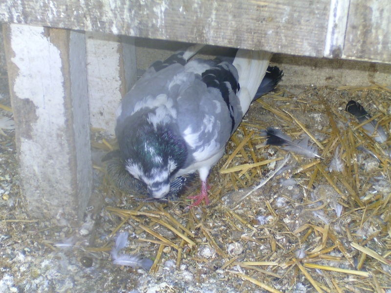 Femelle pigeon de race "Bouvreuil" - Page 2 Bild4520