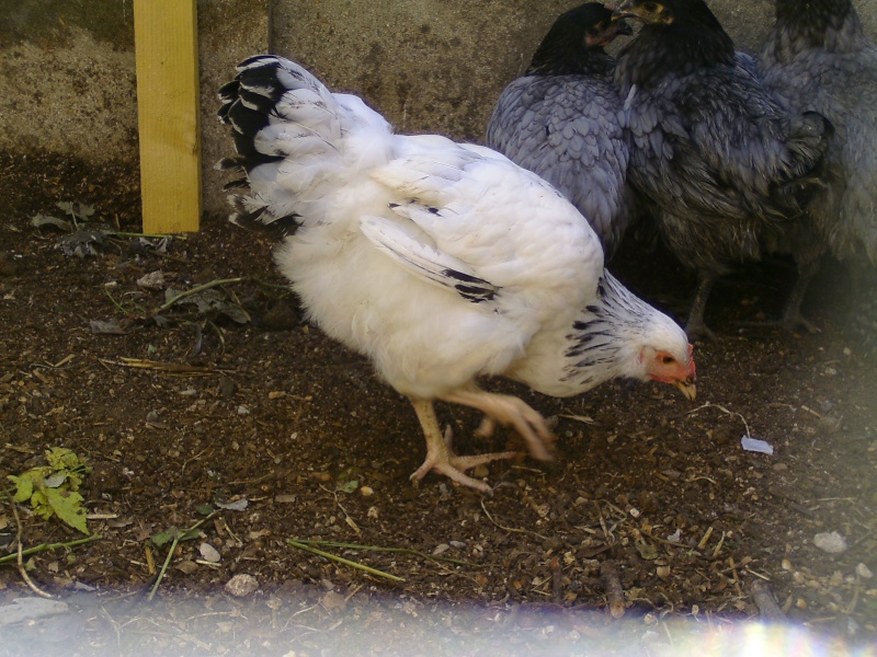 Photos du poulailler de mes poulettes  Bild5043