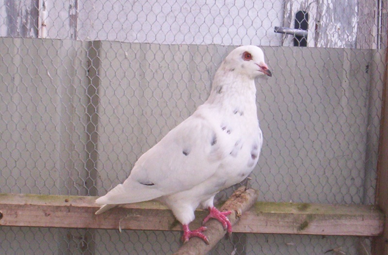 Femelle pigeon de race "Texan" Photo_10