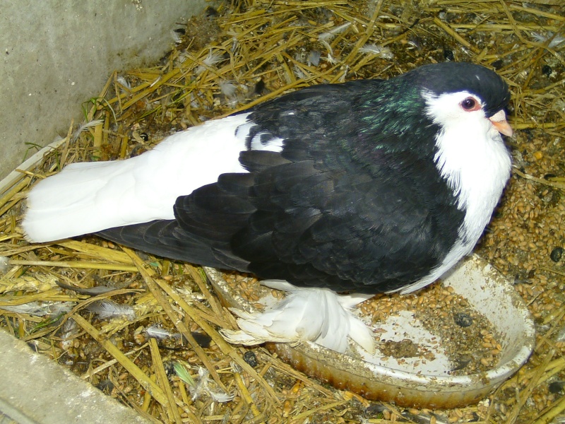 Male pigeon de race "Lahore" Photos11