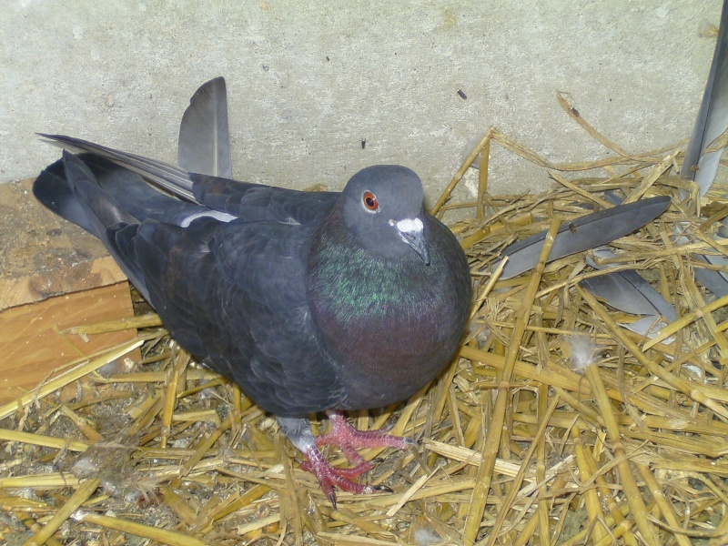 Borgne la femelle pigeon du pigeon "Lahore" Photos31
