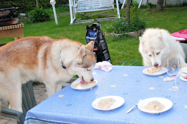 VESNA  ET CISCO  SIBERIAN HUSKY (f) REF  (58) ADOPTES - Page 8 Dsc_9311