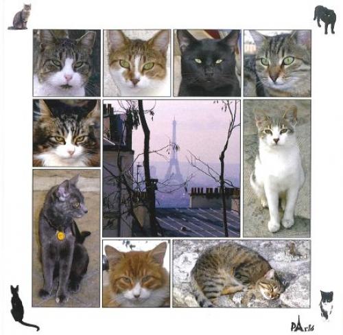 Les chats - Page 16 71cd4610