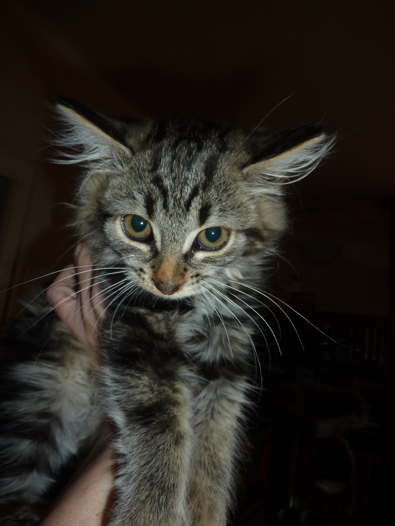 Léone, femelle, 07.2015, brown tabby a poils longs Chaton10