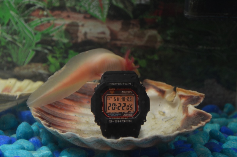 Concours Photo MDP 2015 Gshock10