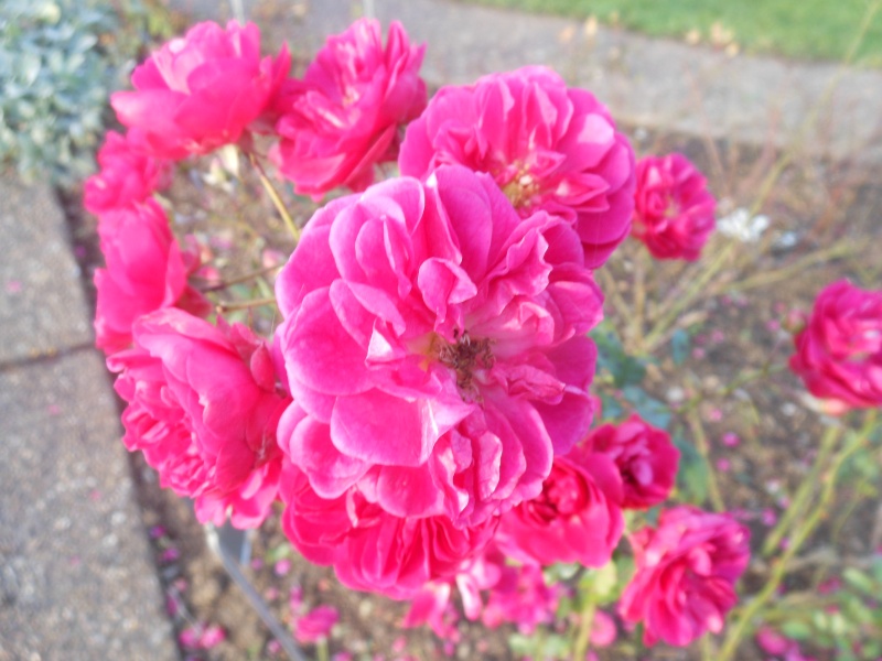 Floraisons de novembre - Page 10 Rose_j10