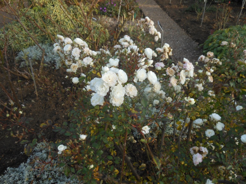 Floraisons de novembre - Page 10 Rose_j11