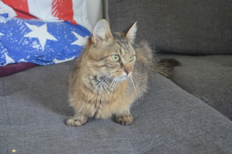 KLOÉ, européenne tabby brun, 2 ans, F  Dsc_0811