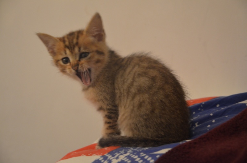 LOU, européenne tigrée , 1 mois 1/2 , F  Dsc_0917