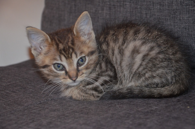 LILY, européenne tigrée , 1 mois 1/2 , F  Dsc_0921