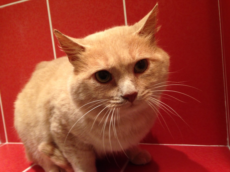 (SAUVETAGE) SURCOUF, européen roux, 3 ans, M, FIV+/FELV+  Img_9312