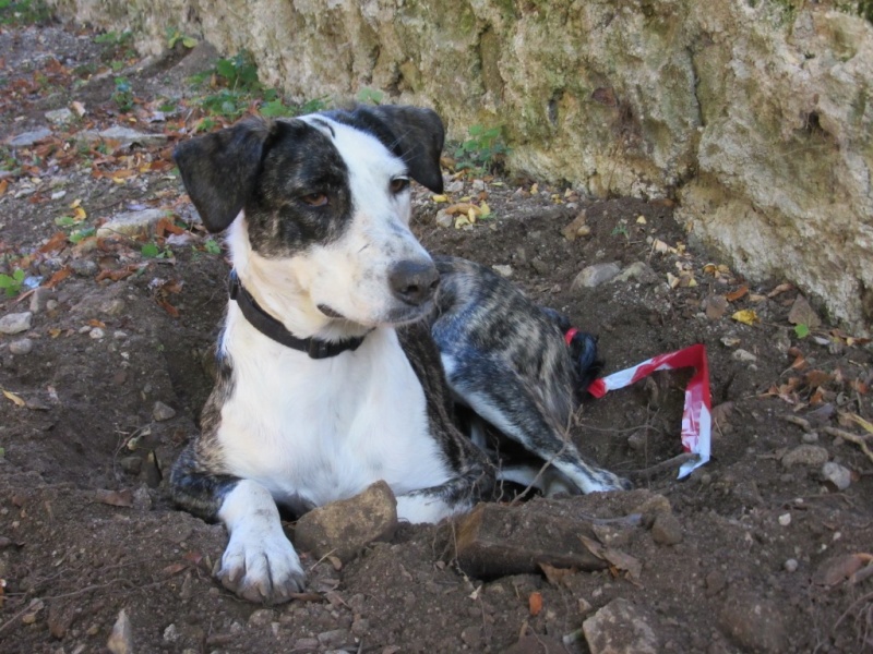 Clara, une superbe puce, abandonnée au refuge. Née en février 2014 Aout_210