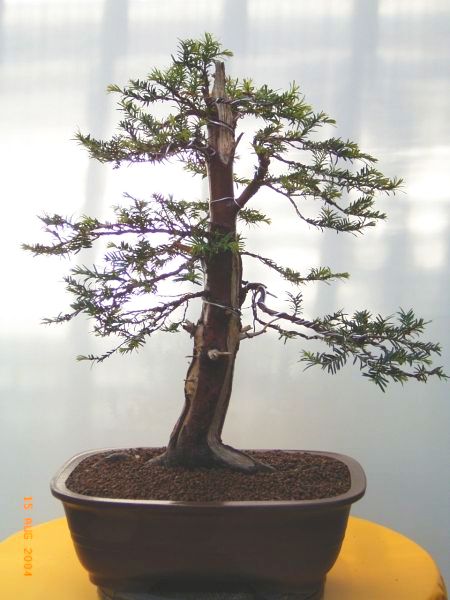 Taxus baccata nursery stock Bearbe10