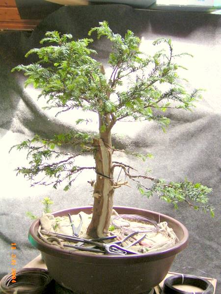 Taxus baccata nursery stock Fortsc10
