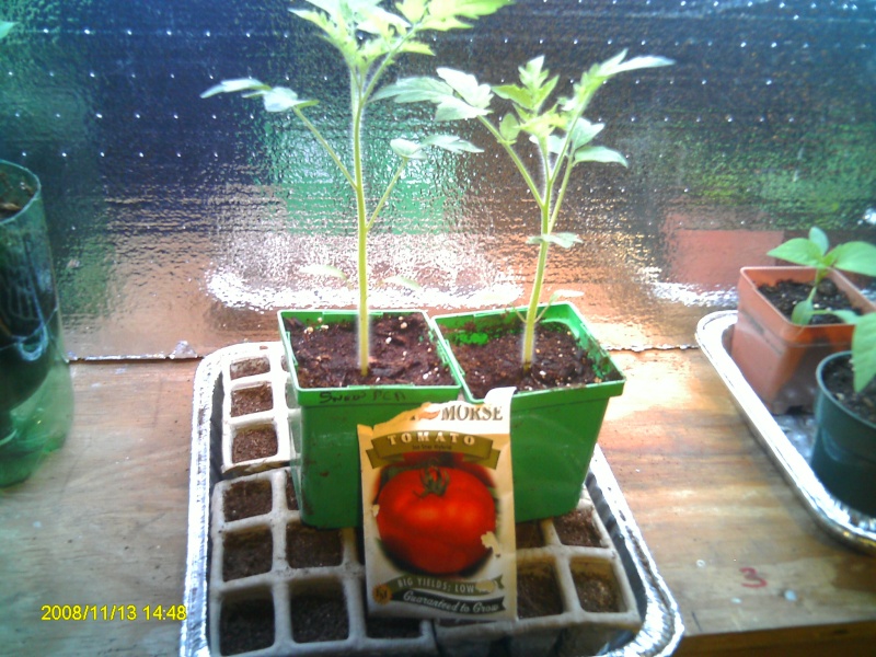 Tomato Tuesday Thread (N&C Midwest).. Pict0012