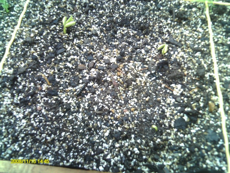 Crust and germination Pict0015