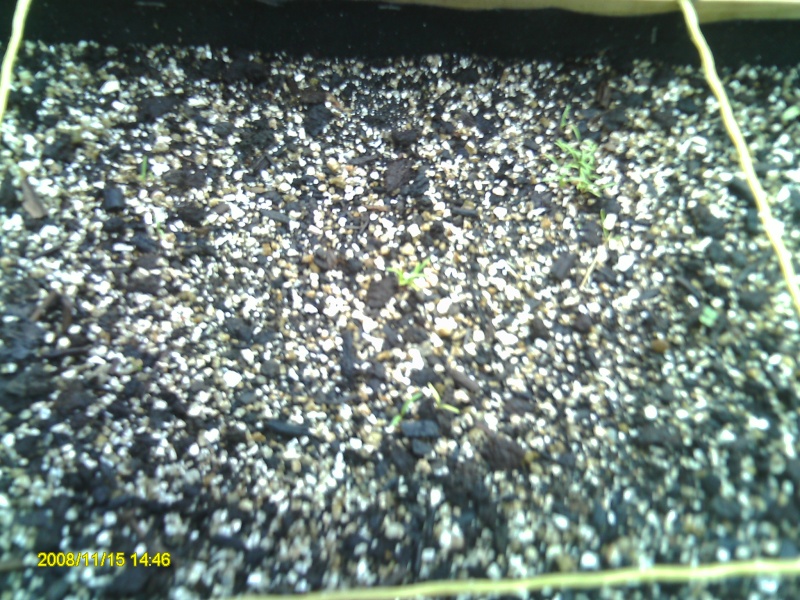 Crust and germination Pict0017