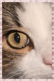 Atelier Sanglant ( en voilà un nom attirant ! ) [ FERME ] Cat_by12
