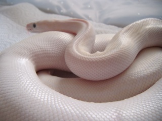 Blue Eyed Leucistic Royal Python Pics Dscf1045