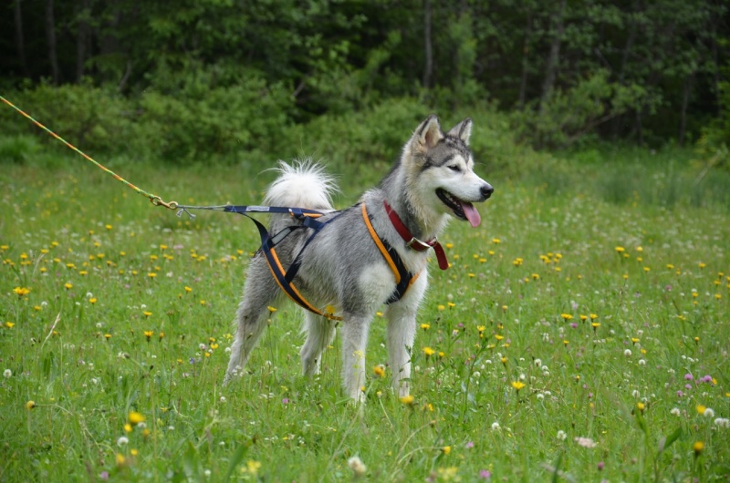 1° meeting Alaskan Malamute estate 2011 - non solo dog-trekking! - Pagina 2 Dsc_0111