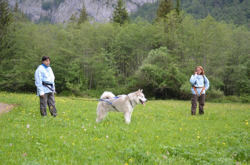 1° meeting Alaskan Malamute estate 2011 - non solo dog-trekking! - Pagina 2 Dsc_0112