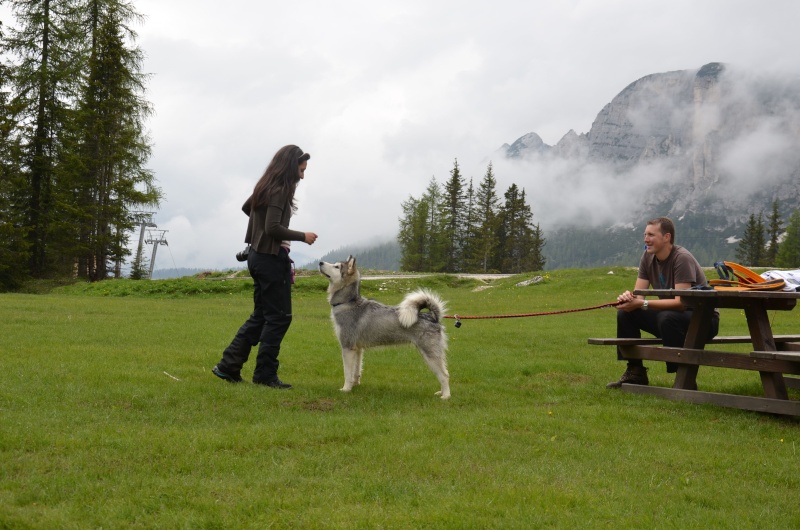 1° meeting Alaskan Malamute estate 2011 - non solo dog-trekking! - Pagina 2 Dsc_0211