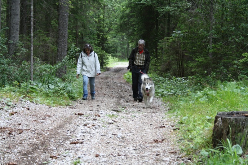 1° meeting Alaskan Malamute estate 2011 - non solo dog-trekking! - Pagina 2 Img_1410