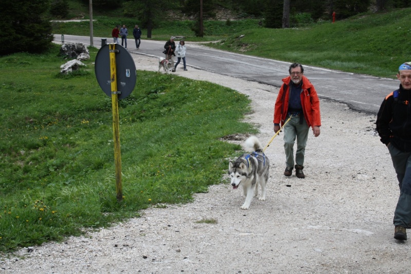 1° meeting Alaskan Malamute estate 2011 - non solo dog-trekking! - Pagina 2 Img_1412