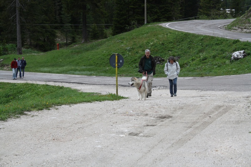 1° meeting Alaskan Malamute estate 2011 - non solo dog-trekking! - Pagina 2 Img_1413