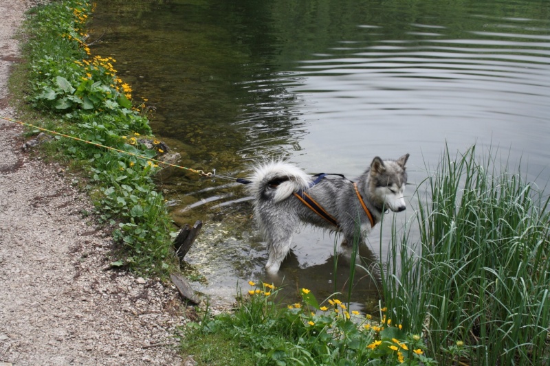 1° meeting Alaskan Malamute estate 2011 - non solo dog-trekking! - Pagina 2 Img_1415