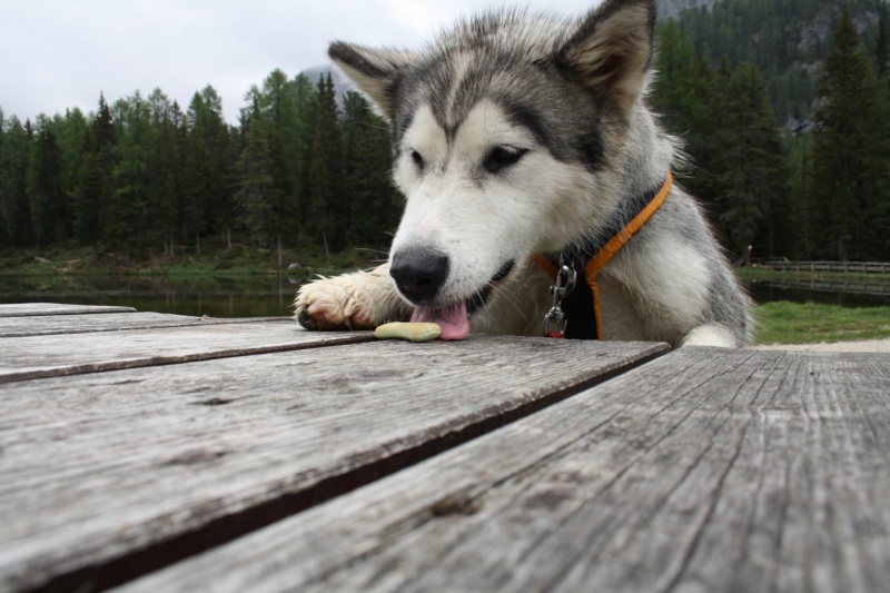 1° meeting Alaskan Malamute estate 2011 - non solo dog-trekking! - Pagina 2 Img_1513