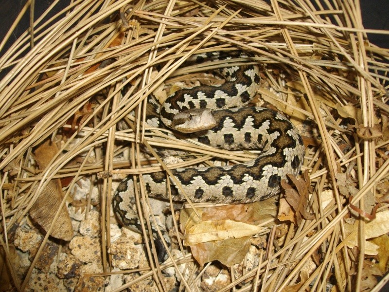 Vipera l.gaditana Serra_11