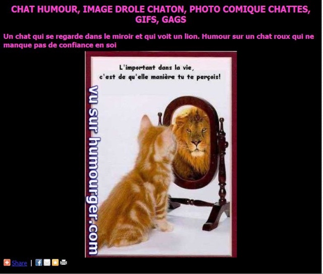 j'ai adoré Chat10