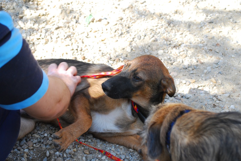 Hugo / Vladou - chiot adorable, né en mai 2015 - Adopté ! Dsc_1725