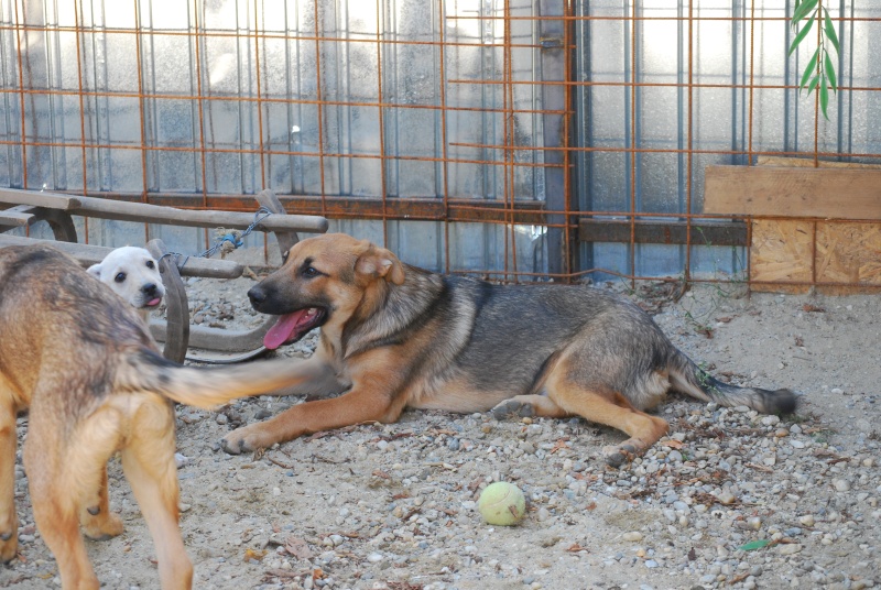 Cooper, magnifique chiot, né en mai 2015 Dsc_1823