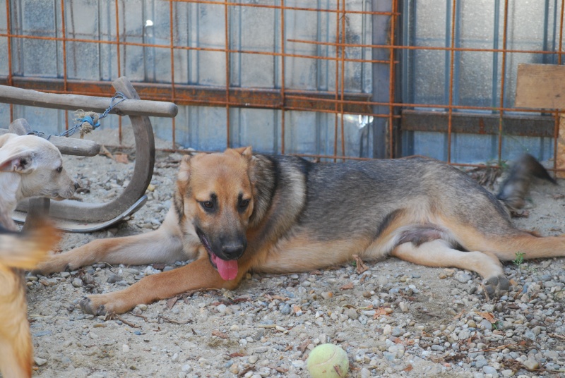 Cooper, magnifique chiot, né en mai 2015 Dsc_1824