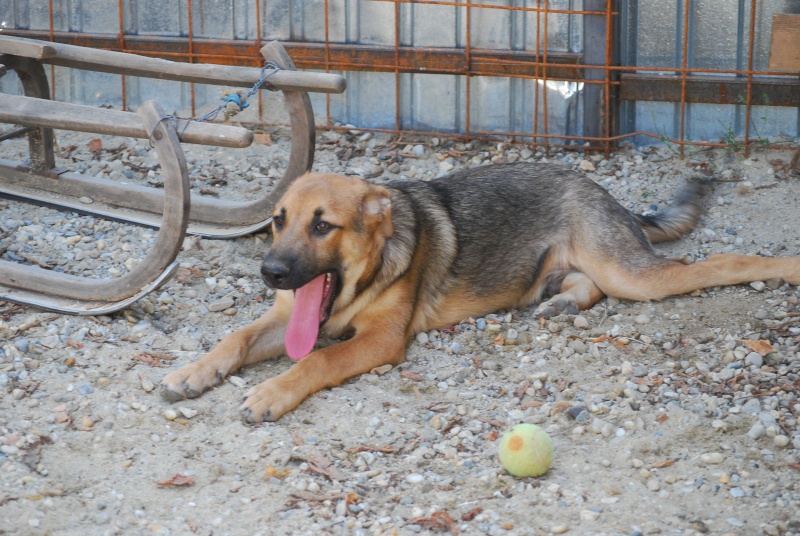 Cooper, magnifique chiot, né en mai 2015 Dsc_1829