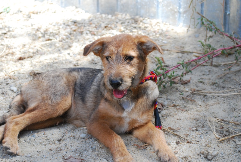 O'Maley, petit chiot adorable, né en mai 2015  Dsc_1830