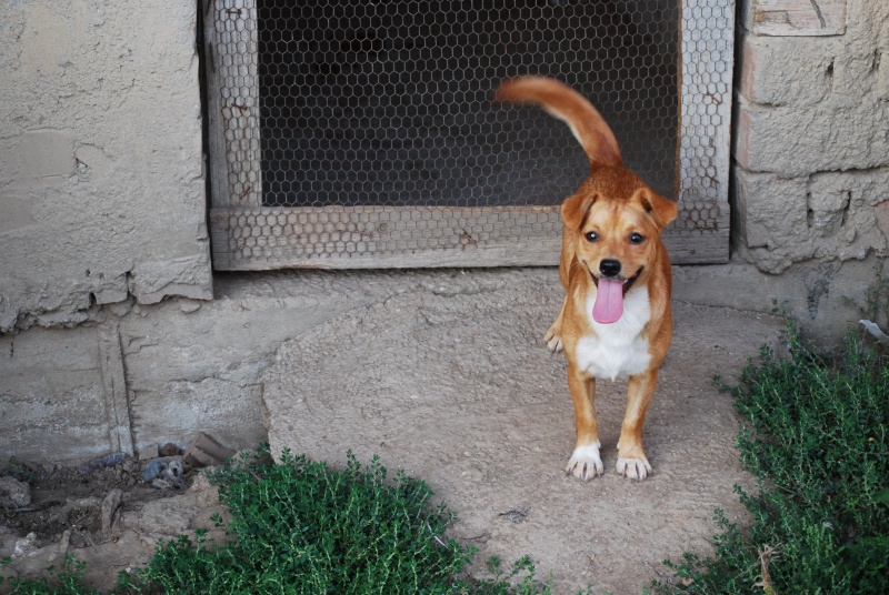 Angelina, chienne de petite taille, née en decembre 2014  Dsc_1933